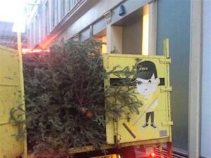Christmas Tree Removal
