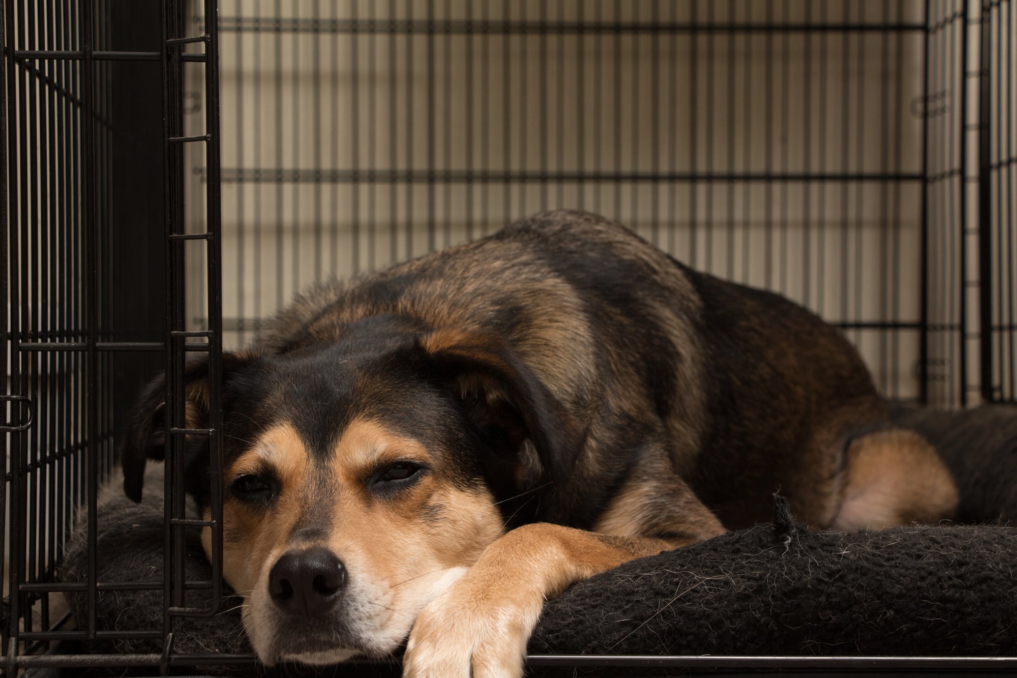 do dogs stress when moving house
